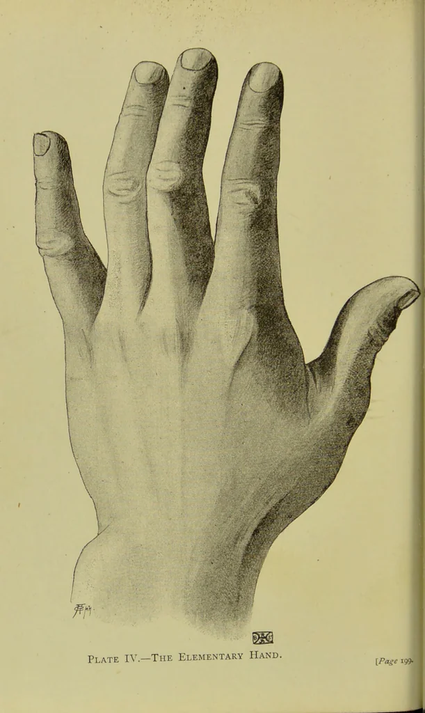 An illustration from The science of the hand, or, The art of recognising the tendencies of the human mind by the observation of the formations of the hands = la science de la main / translated from the French of C.S. D'Arpentigny and edited ... by Ed. Heron-Allen ; with original plates and explanatory diagrams by Rosamund Brunel Horsley., 1886, leaf 212
