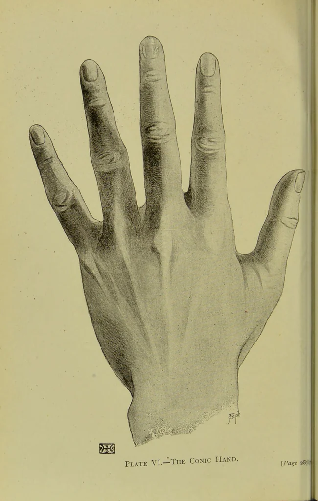 An illustration from The science of the hand, or, The art of recognising the tendencies of the human mind by the observation of the formations of the hands = la science de la main / translated from the French of C.S. D'Arpentigny and edited ... by Ed. Heron-Allen ; with original plates and explanatory diagrams by Rosamund Brunel Horsley., 1886, leaf 304