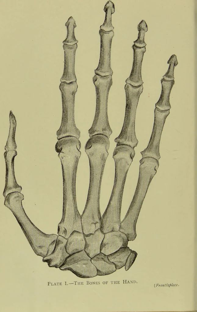 An illustration from The science of the hand, or, The art of recognising the tendencies of the human mind by the observation of the formations of the hands = la science de la main / translated from the French of C.S. D'Arpentigny and edited ... by Ed. Heron-Allen ; with original plates and explanatory diagrams by Rosamund Brunel Horsley., 1886, leaf 8