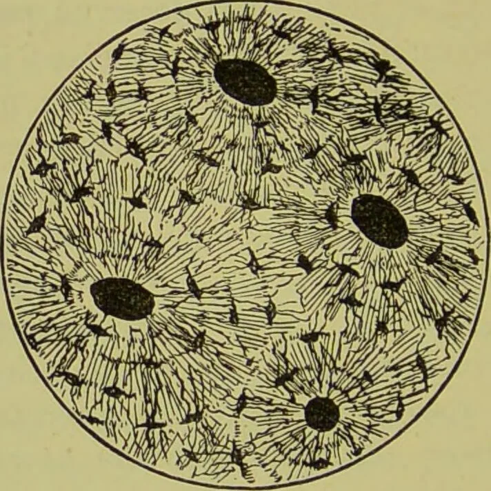 An illustration from The science of the hand, or, The art of recognising the tendencies of the human mind by the observation of the formations of the hands = la science de la main / translated from the French of C.S. D'Arpentigny and edited ... by Ed. Heron-Allen ; with original plates and explanatory diagrams by Rosamund Brunel Horsley., 1886, leaf 80