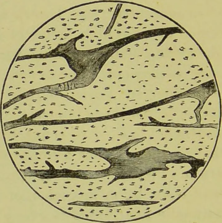An illustration from The science of the hand, or, The art of recognising the tendencies of the human mind by the observation of the formations of the hands = la science de la main / translated from the French of C.S. D'Arpentigny and edited ... by Ed. Heron-Allen ; with original plates and explanatory diagrams by Rosamund Brunel Horsley., 1886, leaf 82