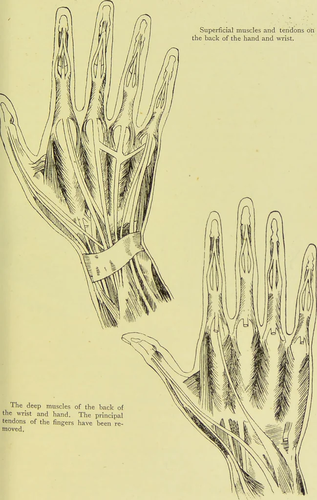 An illustration from The science of the hand, or, The art of recognising the tendencies of the human mind by the observation of the formations of the hands = la science de la main / translated from the French of C.S. D'Arpentigny and edited ... by Ed. Heron-Allen ; with original plates and explanatory diagrams by Rosamund Brunel Horsley., 1886, leaf 85