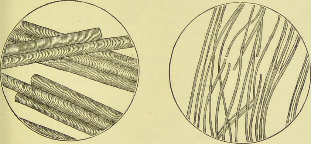 An illustration from The science of the hand, or, The art of recognising the tendencies of the human mind by the observation of the formations of the hands = la science de la main / translated from the French of C.S. D'Arpentigny and edited ... by Ed. Heron-Allen ; with original plates and explanatory diagrams by Rosamund Brunel Horsley., 1886, leaf 87