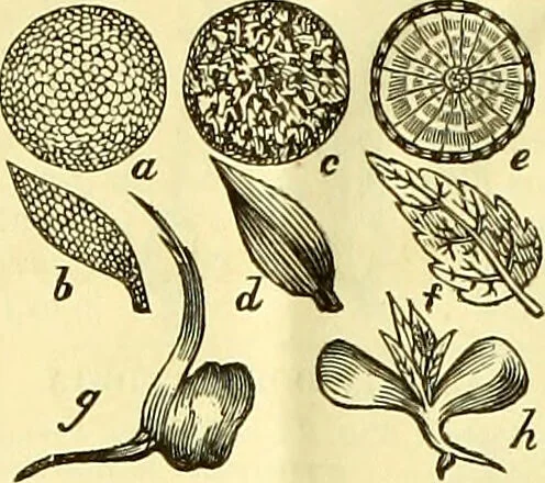 An illustration from A series of botanical tables, and tables of the materia medica, designed for the use of students preparing for examination at Apothecaries' Hall : illustrated with numerous engravings on wood, and four coloured medico-botanical maps of Europe, Asia, Africa, and America, showing the geographical situation of all the plants of the Pharmacopoeia / by W.K. Toase., 1835, leaf 4