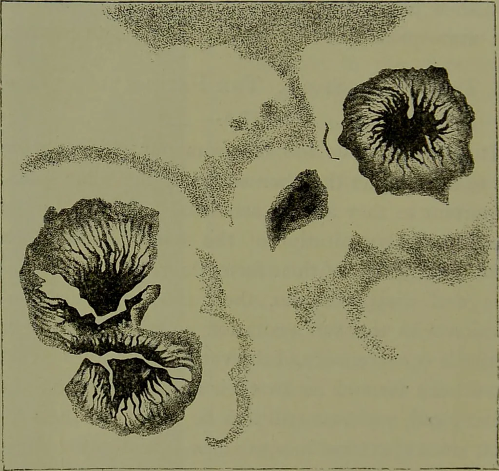 An illustration from Spectrum analysis in its application to terrestrial substances, and the physical constitution of the heavenly bodies / familiarly explained by H. Schellen ; translated from the second enlarged and revised German edition by Jane and Caroline Lassell ; edited with notes by William Huggins ; with numerous woodcuts and coloured plates, and Ångström's and Kirchhoff's maps., 1872, leaf 316