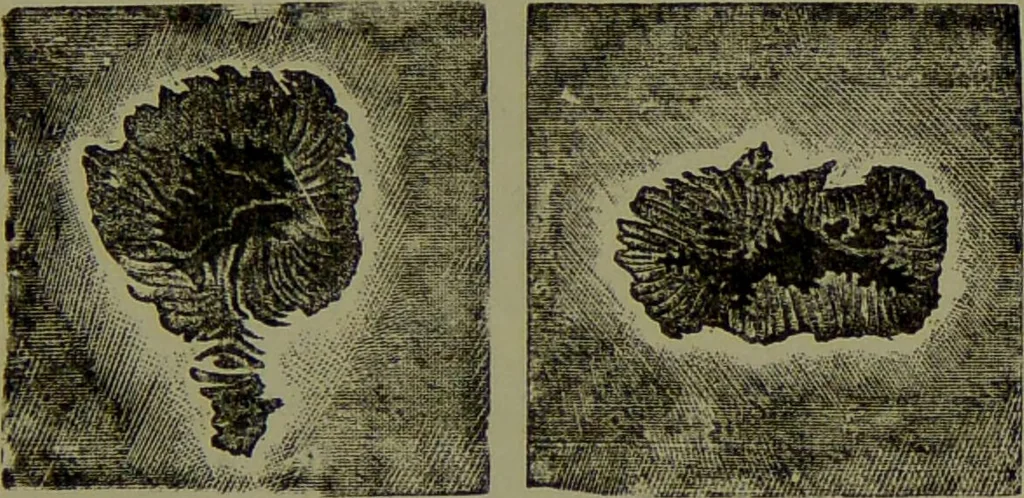 An illustration from Spectrum analysis in its application to terrestrial substances, and the physical constitution of the heavenly bodies / familiarly explained by H. Schellen ; translated from the second enlarged and revised German edition by Jane and Caroline Lassell ; edited with notes by William Huggins ; with numerous woodcuts and coloured plates, and Ångström's and Kirchhoff's maps., 1872, leaf 319