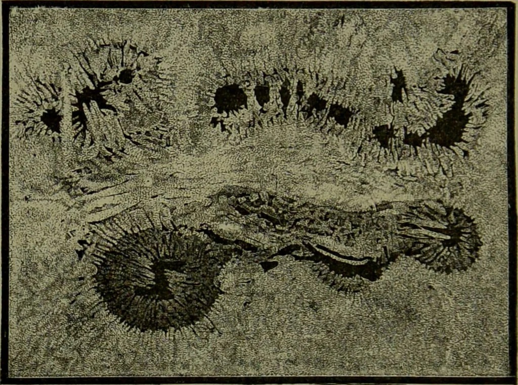 An illustration from Spectrum analysis in its application to terrestrial substances, and the physical constitution of the heavenly bodies / familiarly explained by H. Schellen ; translated from the second enlarged and revised German edition by Jane and Caroline Lassell ; edited with notes by William Huggins ; with numerous woodcuts and coloured plates, and Ångström's and Kirchhoff's maps., 1872, leaf 326