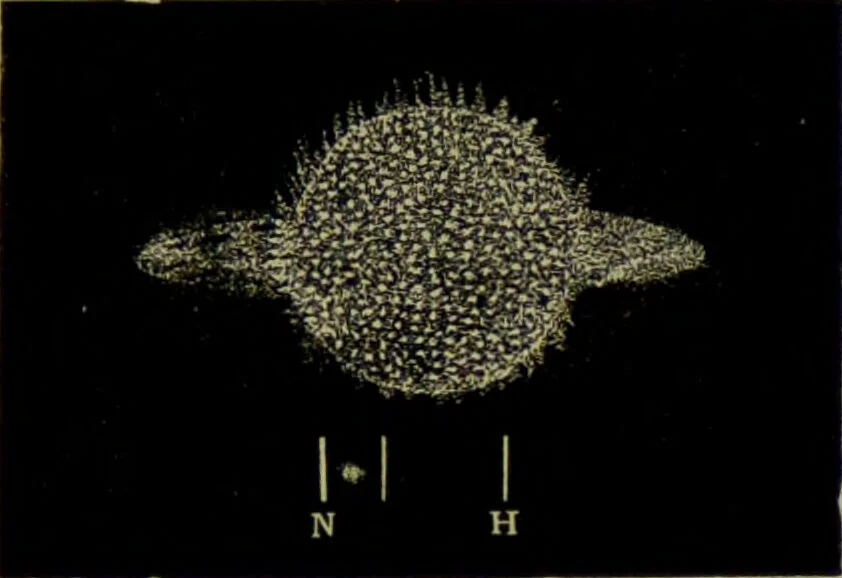 An illustration from Spectrum analysis in its application to terrestrial substances, and the physical constitution of the heavenly bodies / familiarly explained by H. Schellen ; translated from the second enlarged and revised German edition by Jane and Caroline Lassell ; edited with notes by William Huggins ; with numerous woodcuts and coloured plates, and Ångström's and Kirchhoff's maps., 1872, leaf 625