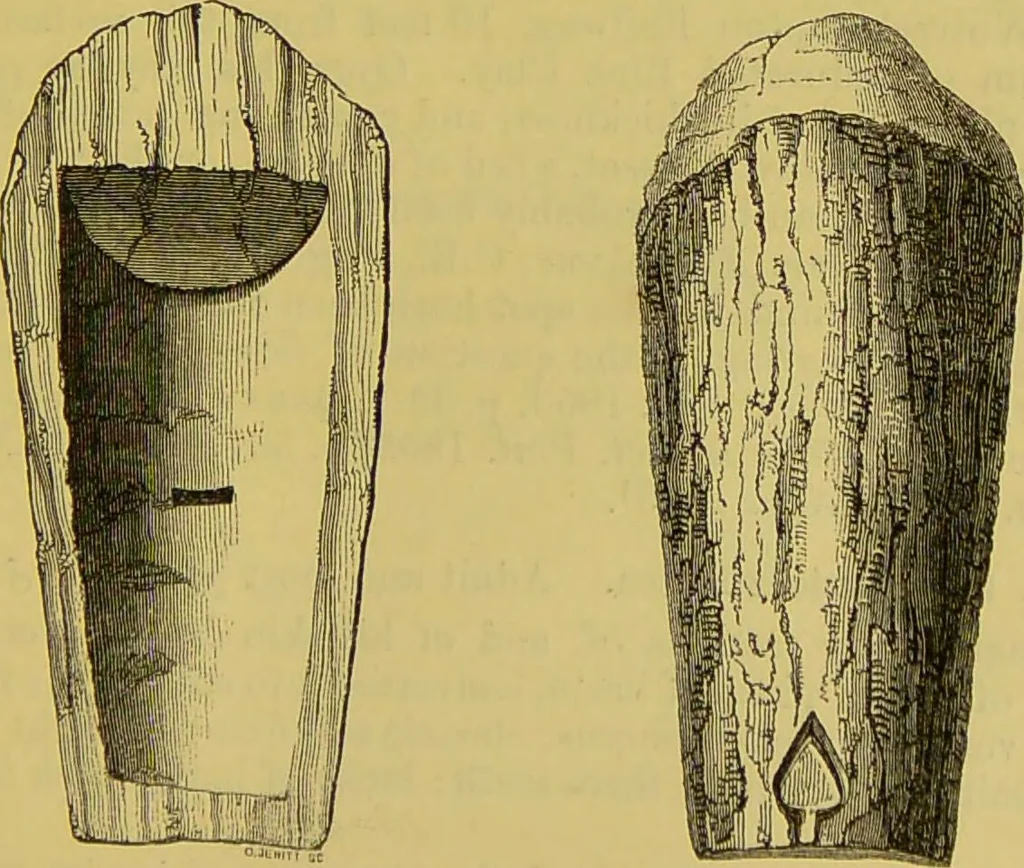 An illustration from Thesaurus craniorum : catalogue of the skulls of the various races of man, in the collection of Joseph Barnard Davis., 1867, leaf 25