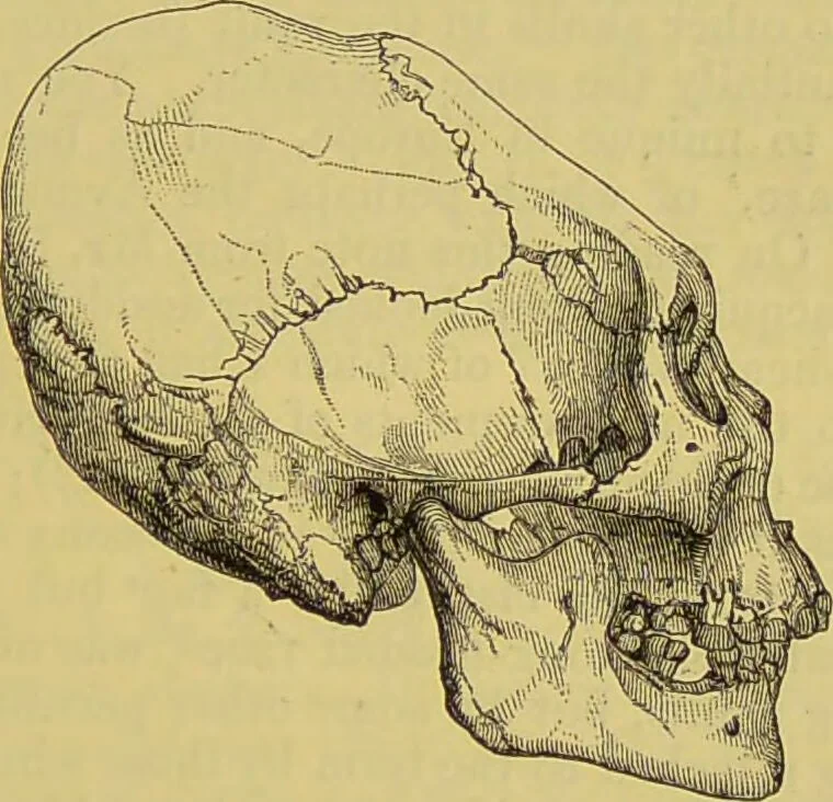 An illustration from Thesaurus craniorum : catalogue of the skulls of the various races of man, in the collection of Joseph Barnard Davis., 1867, leaf 267