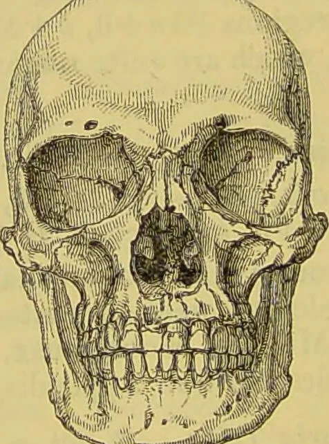 An illustration from Thesaurus craniorum : catalogue of the skulls of the various races of man, in the collection of Joseph Barnard Davis., 1867, leaf 288