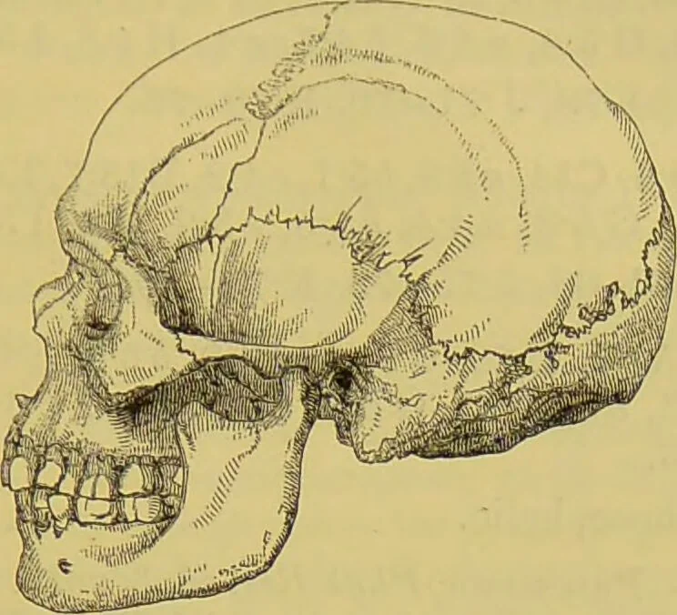 An illustration from Thesaurus craniorum : catalogue of the skulls of the various races of man, in the collection of Joseph Barnard Davis., 1867, leaf 293