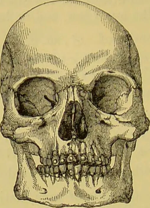An illustration from Thesaurus craniorum : catalogue of the skulls of the various races of man, in the collection of Joseph Barnard Davis., 1867, leaf 312