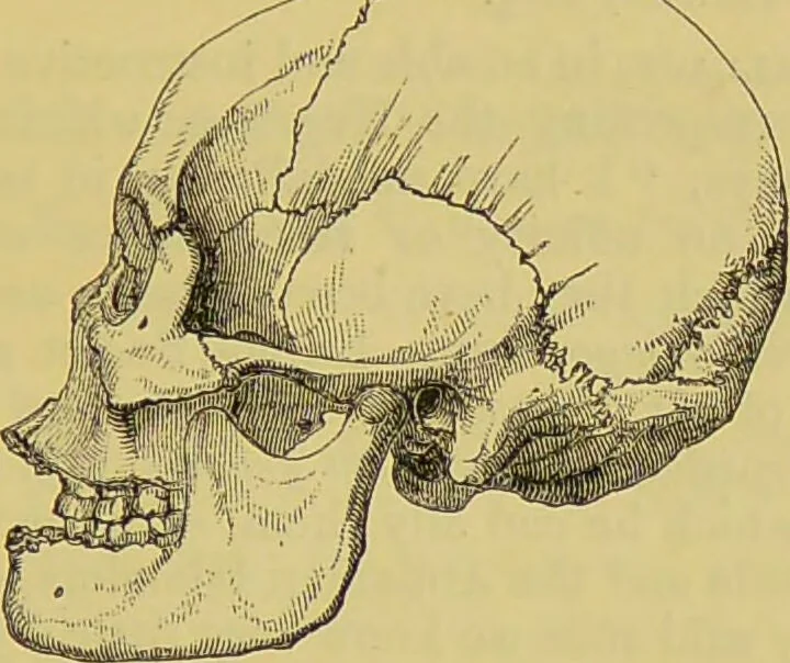 An illustration from Thesaurus craniorum : catalogue of the skulls of the various races of man, in the collection of Joseph Barnard Davis., 1867, leaf 323