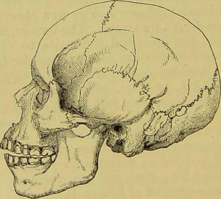An illustration from Thesaurus craniorum : catalogue of the skulls of the various races of man, in the collection of Joseph Barnard Davis., 1867, leaf 326