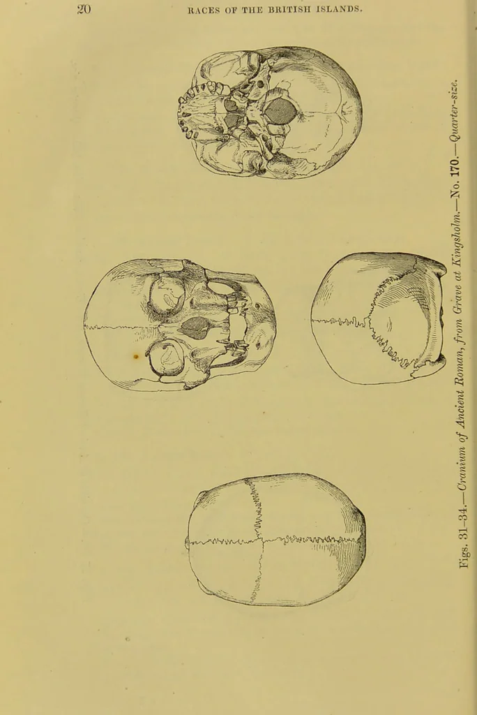 An illustration from Thesaurus craniorum : catalogue of the skulls of the various races of man, in the collection of Joseph Barnard Davis., 1867, leaf 42