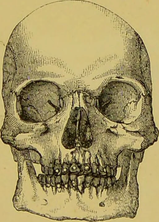 An illustration from Thesaurus craniorum : catalogue of the skulls of the various races of man, in the collection of Joseph Barnard Davis., 1867, leaf 5