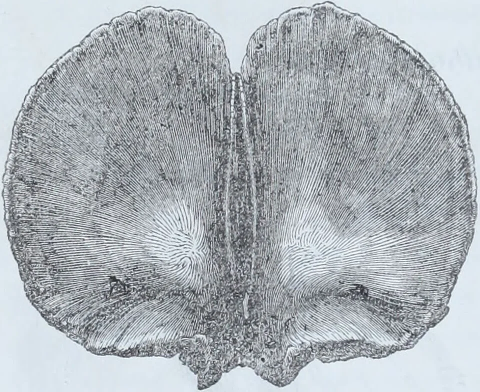 An illustration from Zur Morphologie der Rassen-Schädel : einleitende Bemerkungen und Beiträge, ein Sendschreiben an ... Carl Ernst v. Baer / von Joh. Christ. Gustav Lucae., 1861, leaf 102