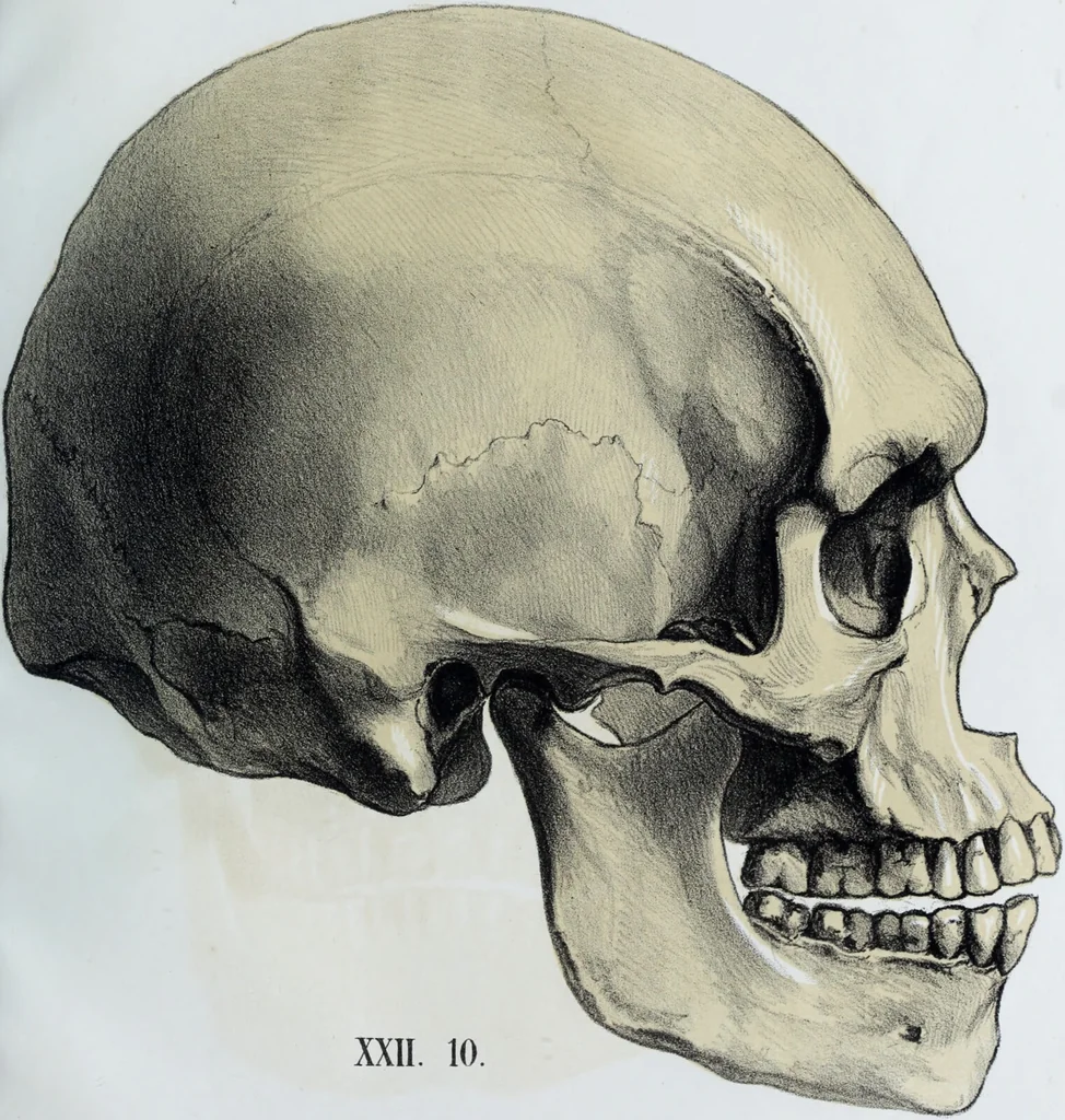 An illustration from Zur Morphologie der Rassen-Schädel : einleitende Bemerkungen und Beiträge, ein Sendschreiben an ... Carl Ernst v. Baer / von Joh. Christ. Gustav Lucae., 1861, leaf 121