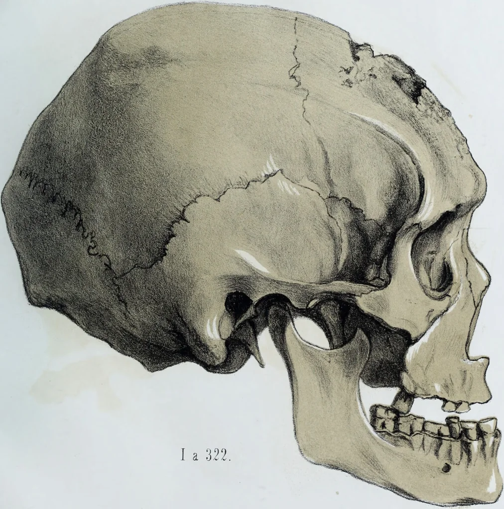 An illustration from Zur Morphologie der Rassen-Schädel : einleitende Bemerkungen und Beiträge, ein Sendschreiben an ... Carl Ernst v. Baer / von Joh. Christ. Gustav Lucae., 1861, leaf 125