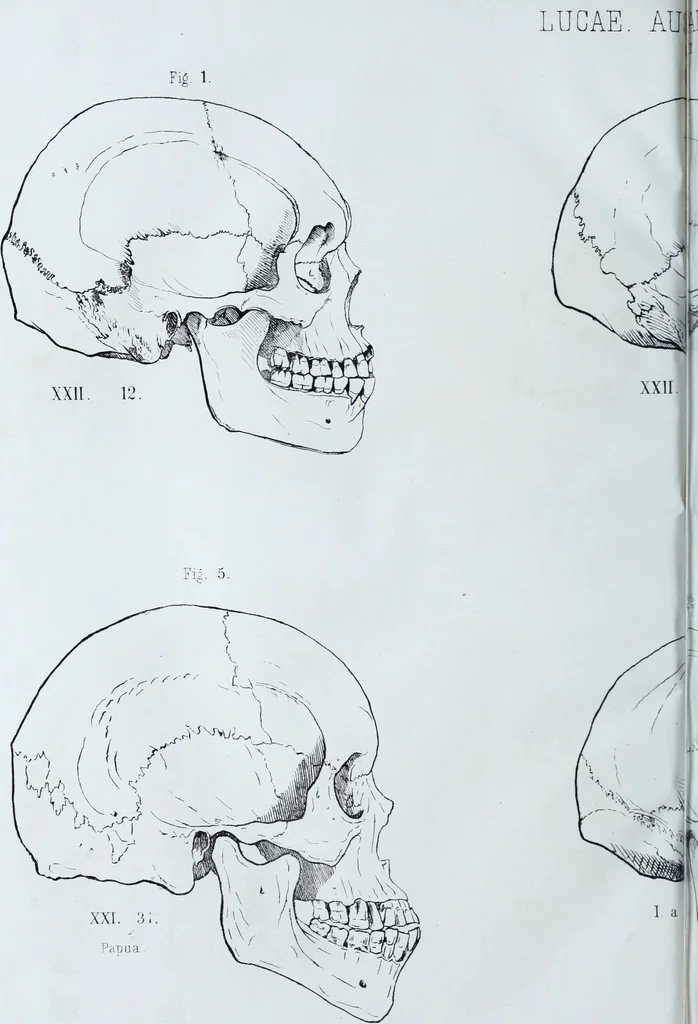 An illustration from Zur Morphologie der Rassen-Schädel : einleitende Bemerkungen und Beiträge, ein Sendschreiben an ... Carl Ernst v. Baer / von Joh. Christ. Gustav Lucae., 1861, leaf 136
