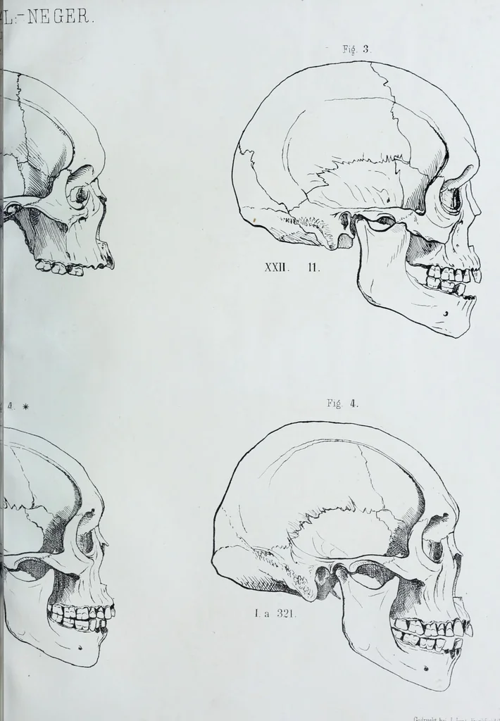 An illustration from Zur Morphologie der Rassen-Schädel : einleitende Bemerkungen und Beiträge, ein Sendschreiben an ... Carl Ernst v. Baer / von Joh. Christ. Gustav Lucae., 1861, leaf 137