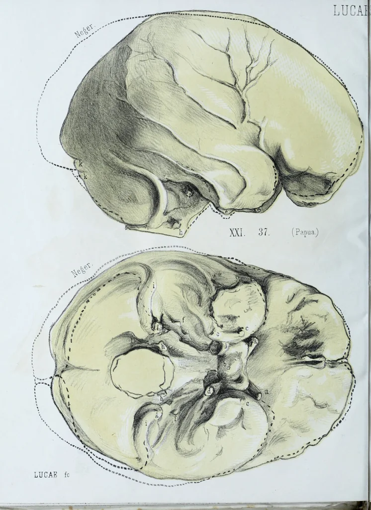 An illustration from Zur Morphologie der Rassen-Schädel : einleitende Bemerkungen und Beiträge, ein Sendschreiben an ... Carl Ernst v. Baer / von Joh. Christ. Gustav Lucae., 1861, leaf 144