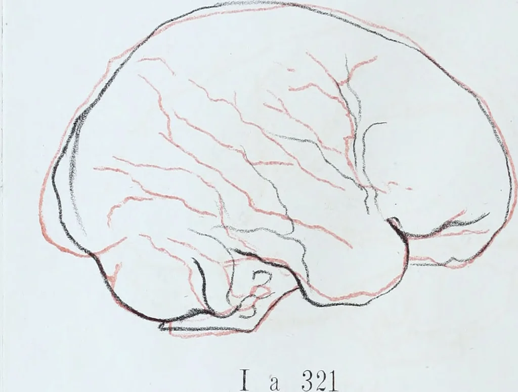 An illustration from Zur Morphologie der Rassen-Schädel : einleitende Bemerkungen und Beiträge, ein Sendschreiben an ... Carl Ernst v. Baer / von Joh. Christ. Gustav Lucae., 1861, leaf 148