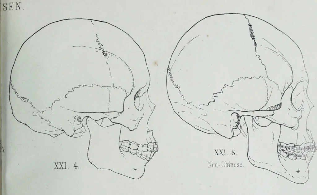 An illustration from Zur Morphologie der Rassen-Schädel : einleitende Bemerkungen und Beiträge, ein Sendschreiben an ... Carl Ernst v. Baer / von Joh. Christ. Gustav Lucae., 1861, leaf 165