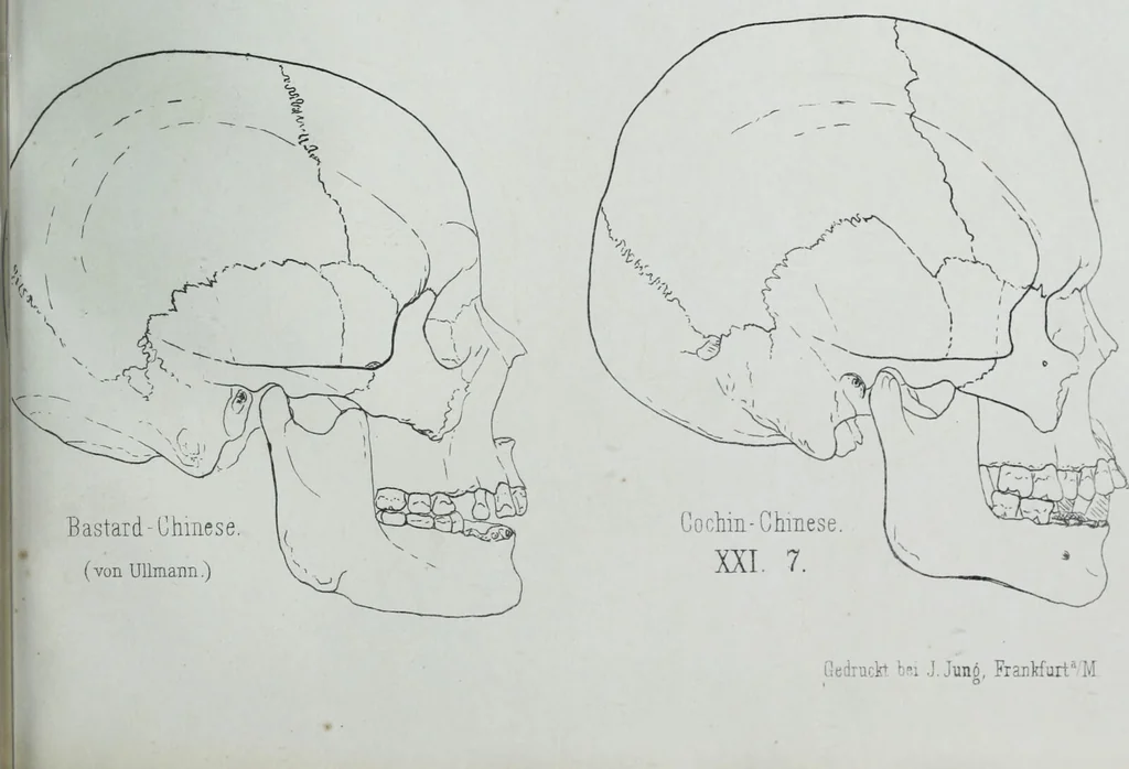 An illustration from Zur Morphologie der Rassen-Schädel : einleitende Bemerkungen und Beiträge, ein Sendschreiben an ... Carl Ernst v. Baer / von Joh. Christ. Gustav Lucae., 1861, leaf 165