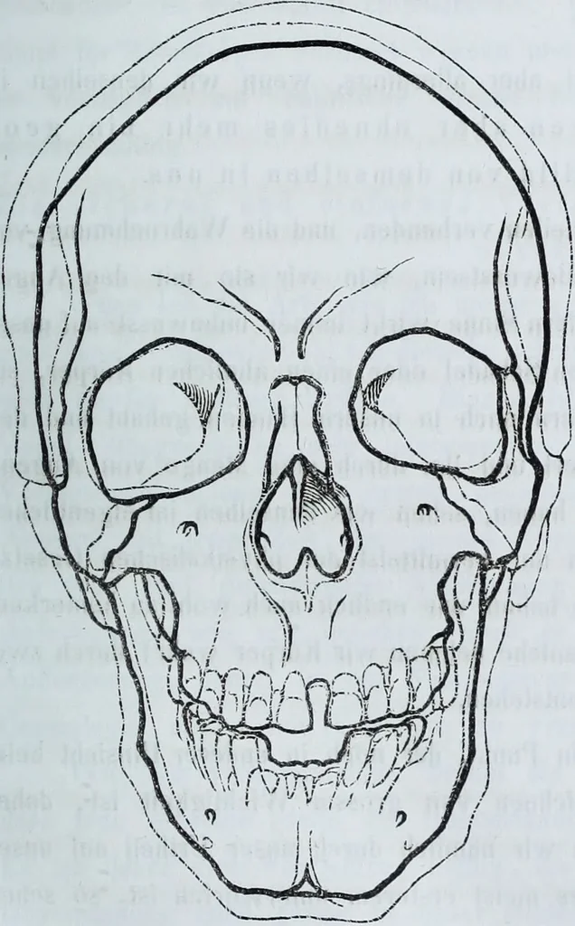 An illustration from Zur Morphologie der Rassen-Schädel : einleitende Bemerkungen und Beiträge, ein Sendschreiben an ... Carl Ernst v. Baer / von Joh. Christ. Gustav Lucae., 1861, leaf 17