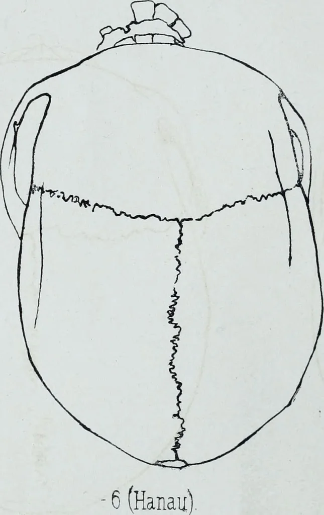 An illustration from Zur Morphologie der Rassen-Schädel : einleitende Bemerkungen und Beiträge, ein Sendschreiben an ... Carl Ernst v. Baer / von Joh. Christ. Gustav Lucae., 1861, leaf 172