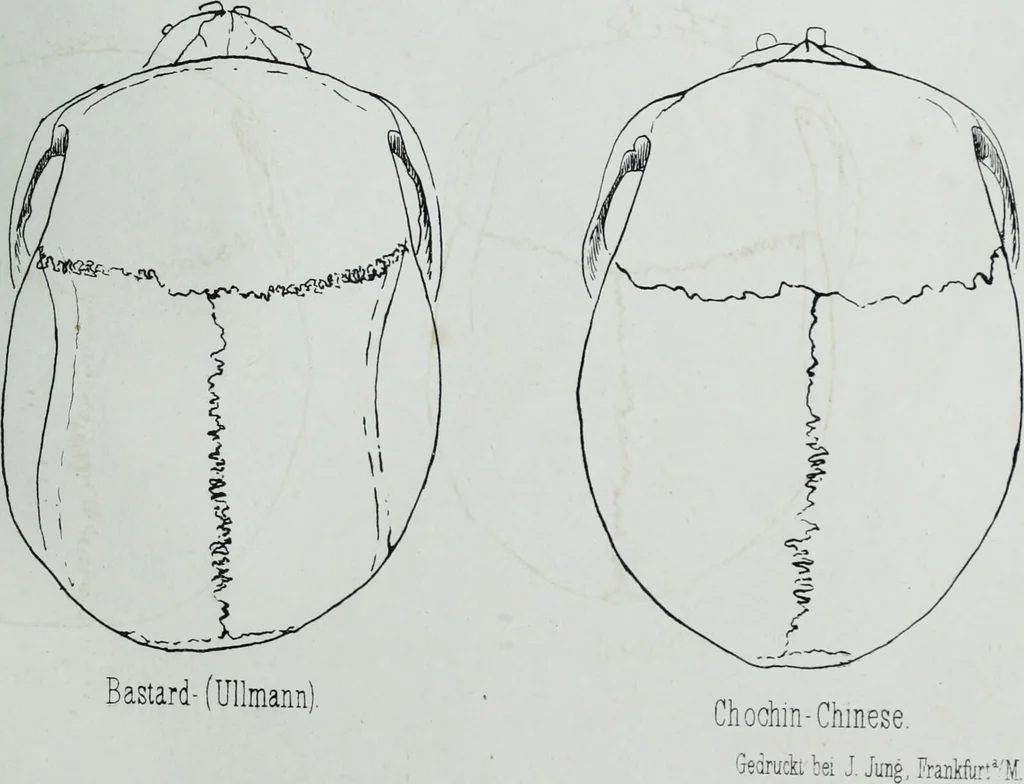 An illustration from Zur Morphologie der Rassen-Schädel : einleitende Bemerkungen und Beiträge, ein Sendschreiben an ... Carl Ernst v. Baer / von Joh. Christ. Gustav Lucae., 1861, leaf 173