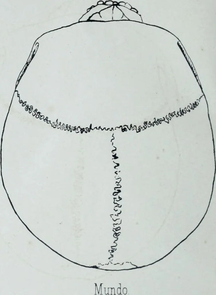 An illustration from Zur Morphologie der Rassen-Schädel : einleitende Bemerkungen und Beiträge, ein Sendschreiben an ... Carl Ernst v. Baer / von Joh. Christ. Gustav Lucae., 1861, leaf 180