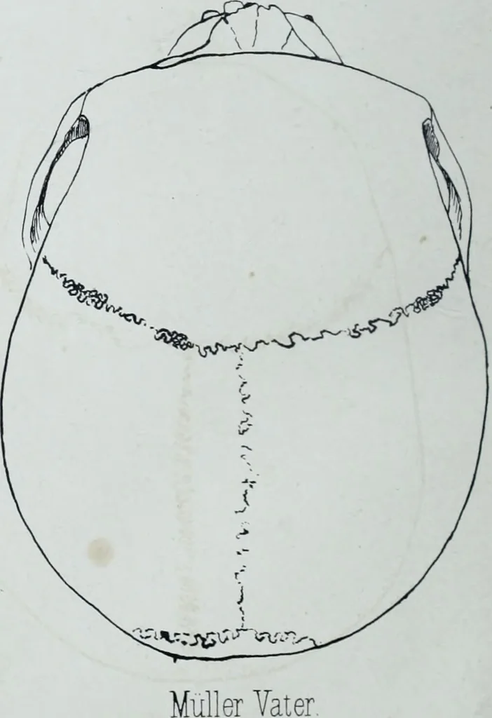An illustration from Zur Morphologie der Rassen-Schädel : einleitende Bemerkungen und Beiträge, ein Sendschreiben an ... Carl Ernst v. Baer / von Joh. Christ. Gustav Lucae., 1861, leaf 180