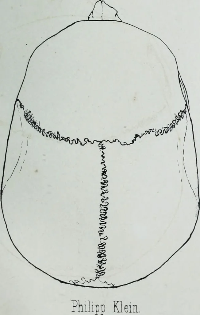 An illustration from Zur Morphologie der Rassen-Schädel : einleitende Bemerkungen und Beiträge, ein Sendschreiben an ... Carl Ernst v. Baer / von Joh. Christ. Gustav Lucae., 1861, leaf 181