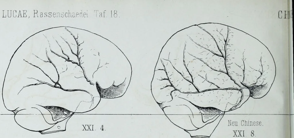 An illustration from Zur Morphologie der Rassen-Schädel : einleitende Bemerkungen und Beiträge, ein Sendschreiben an ... Carl Ernst v. Baer / von Joh. Christ. Gustav Lucae., 1861, leaf 184