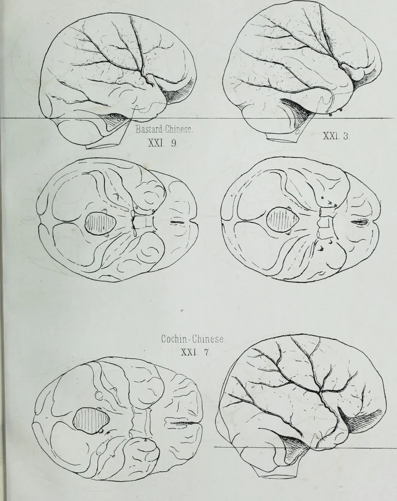 An illustration from Zur Morphologie der Rassen-Schädel : einleitende Bemerkungen und Beiträge, ein Sendschreiben an ... Carl Ernst v. Baer / von Joh. Christ. Gustav Lucae., 1861, leaf 185