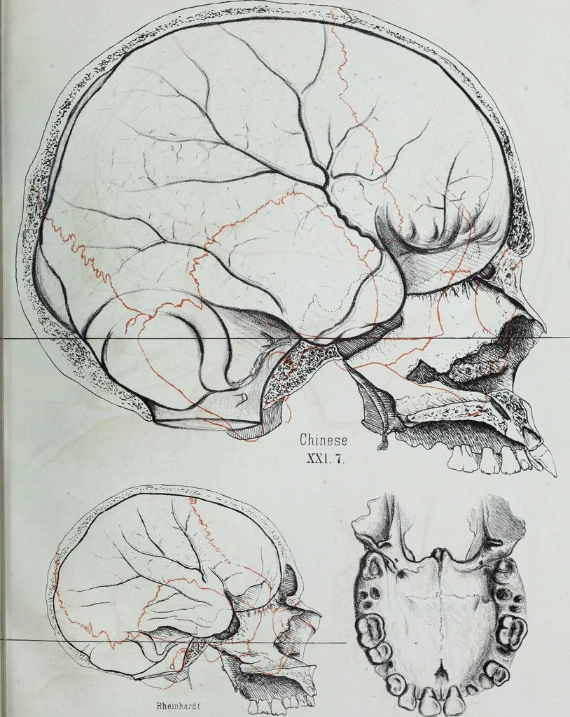 An illustration from Zur Morphologie der Rassen-Schädel : einleitende Bemerkungen und Beiträge, ein Sendschreiben an ... Carl Ernst v. Baer / von Joh. Christ. Gustav Lucae., 1861, leaf 189