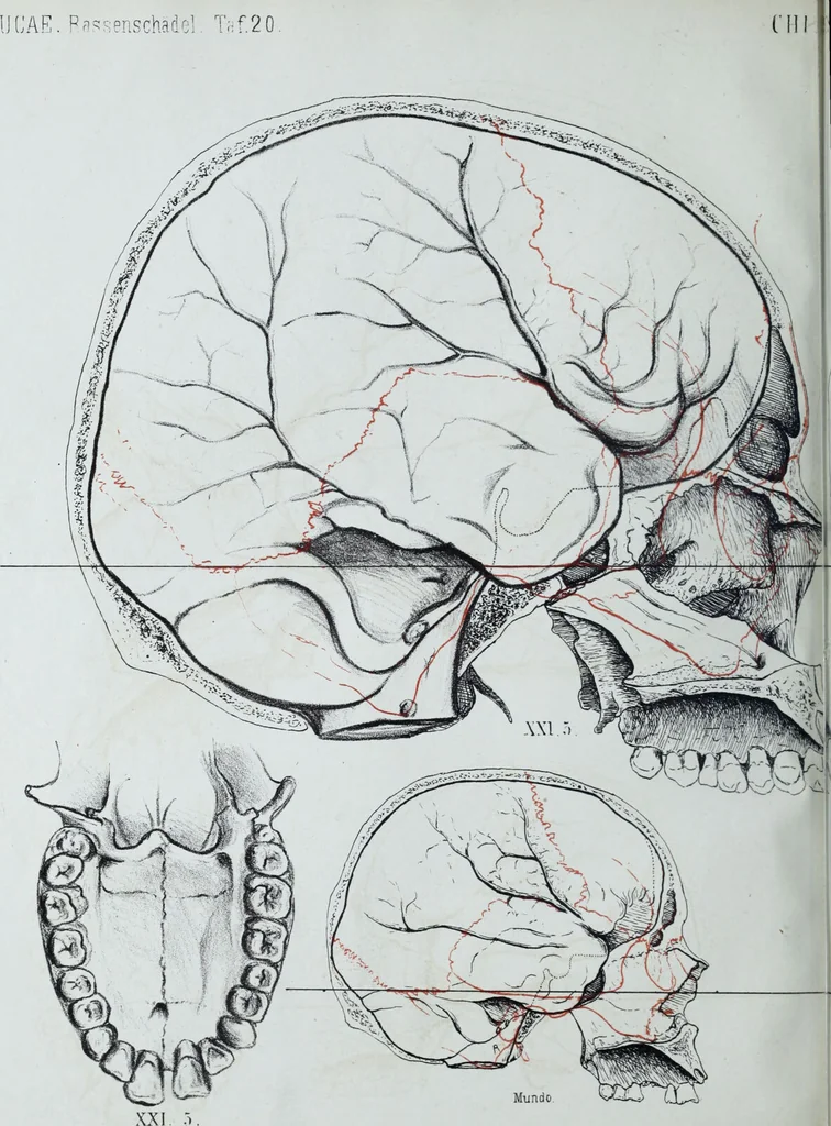 An illustration from Zur Morphologie der Rassen-Schädel : einleitende Bemerkungen und Beiträge, ein Sendschreiben an ... Carl Ernst v. Baer / von Joh. Christ. Gustav Lucae., 1861, leaf 192