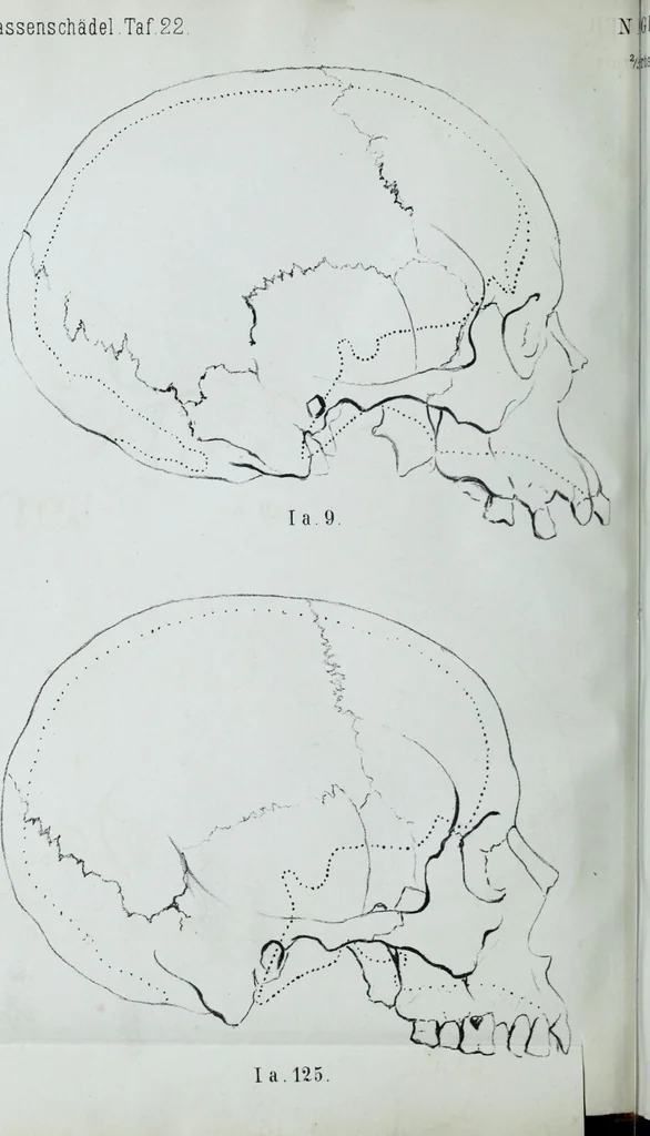 An illustration from Zur Morphologie der Rassen-Schädel : einleitende Bemerkungen und Beiträge, ein Sendschreiben an ... Carl Ernst v. Baer / von Joh. Christ. Gustav Lucae., 1861, leaf 198