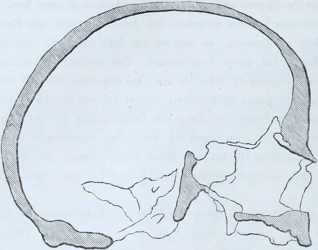 An illustration from Zur Morphologie der Rassen-Schädel : einleitende Bemerkungen und Beiträge, ein Sendschreiben an ... Carl Ernst v. Baer / von Joh. Christ. Gustav Lucae., 1861, leaf 78