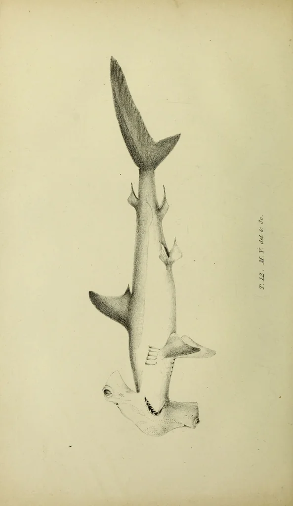 An illustration from A history of the fishes of Madeira / by Richard Thomas Lowe ... With original figures from nature of all the species, by the Hon. C.E.C. Norton and M. Young., 1843, leaf 126