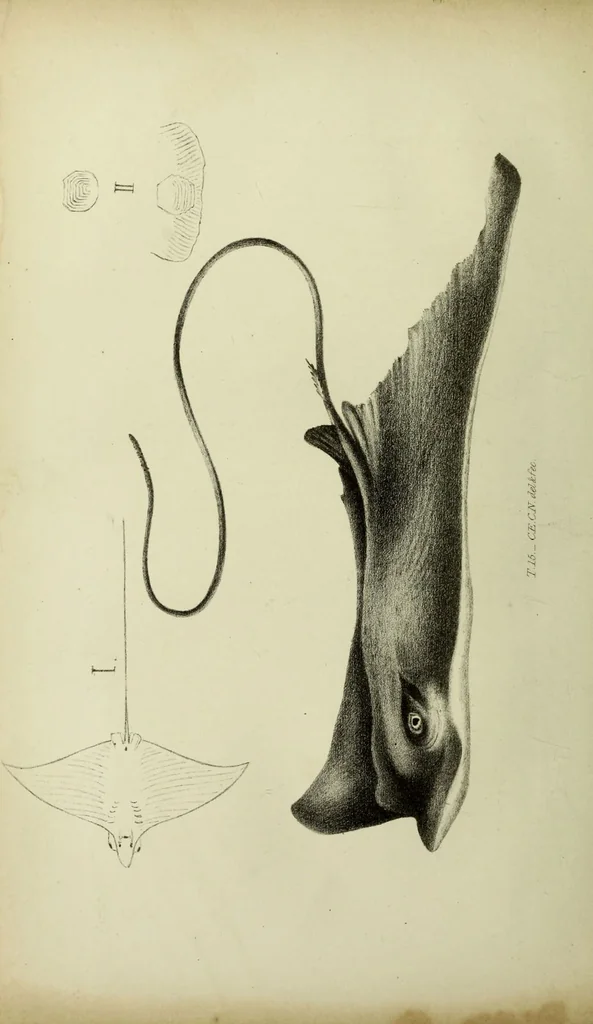 An illustration from A history of the fishes of Madeira / by Richard Thomas Lowe ... With original figures from nature of all the species, by the Hon. C.E.C. Norton and M. Young., 1843, leaf 148