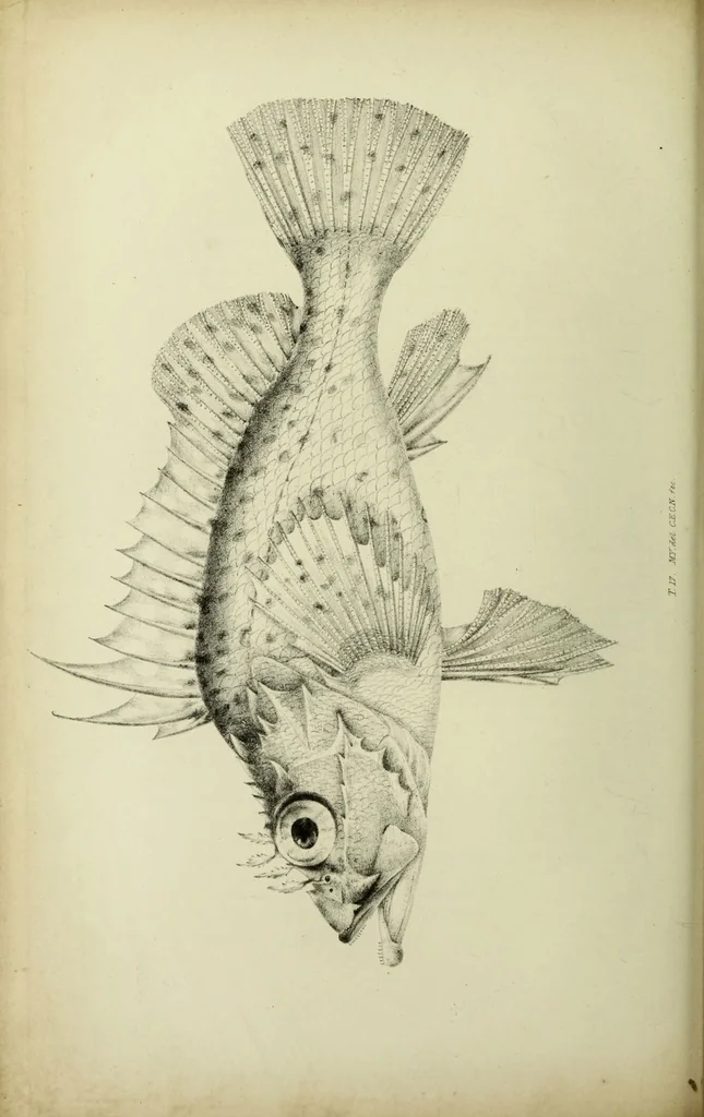 An illustration from A history of the fishes of Madeira / by Richard Thomas Lowe ... With original figures from nature of all the species, by the Hon. C.E.C. Norton and M. Young., 1843, leaf 168