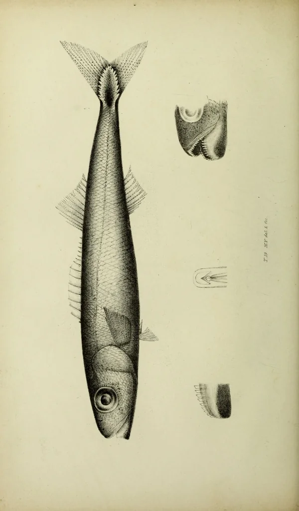 An illustration from A history of the fishes of Madeira / by Richard Thomas Lowe ... With original figures from nature of all the species, by the Hon. C.E.C. Norton and M. Young., 1843, leaf 186
