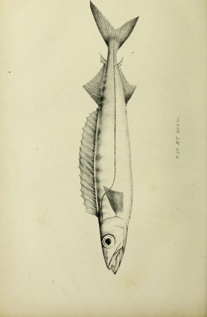 An illustration from A history of the fishes of Madeira / by Richard Thomas Lowe ... With original figures from nature of all the species, by the Hon. C.E.C. Norton and M. Young., 1843, leaf 200
