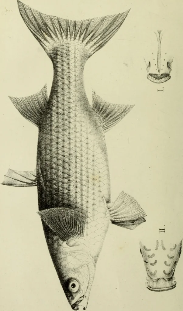 An illustration from A history of the fishes of Madeira / by Richard Thomas Lowe ... With original figures from nature of all the species, by the Hon. C.E.C. Norton and M. Young., 1843, leaf 218
