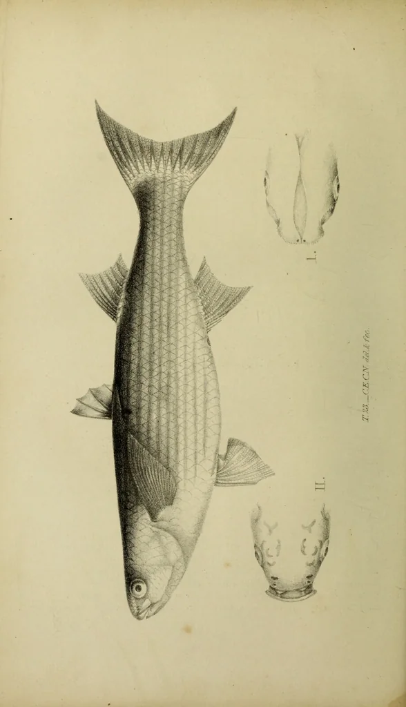 An illustration from A history of the fishes of Madeira / by Richard Thomas Lowe ... With original figures from nature of all the species, by the Hon. C.E.C. Norton and M. Young., 1843, leaf 228