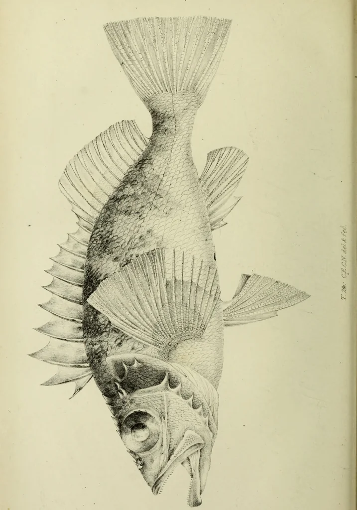 An illustration from A history of the fishes of Madeira / by Richard Thomas Lowe ... With original figures from nature of all the species, by the Hon. C.E.C. Norton and M. Young., 1843, leaf 238